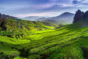 De Kuala Lumpur à Cameron Highlands (3 h de route)