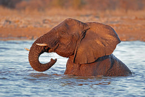 De Hobatere Concession à Etosha 