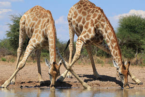 De Damaraland à Etosha (4 h de route)