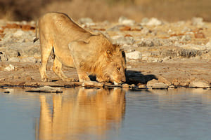 Safari au Parc National de Etosha