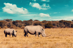 De Etosha à Otjiwa (5 h de route)