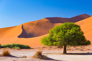 Exploration du désert du Namib