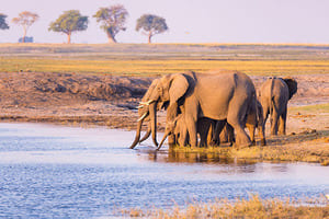 Safari au Parc National de Etosha