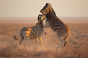 De Windhoek à Etosha (4 h de route)