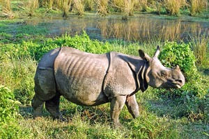Jour 12 : Visite de Chitwan