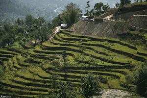 Jour 13 : De Chitwan à Katmandou 