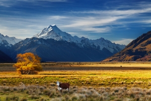 De Tekapo à Mount Cook 