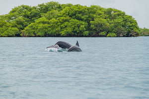 Jour 6 : Visite de Isla Bastimentos