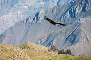 Jour 4 : D'Arequipa à Canyon del Colca (3.5h de route)