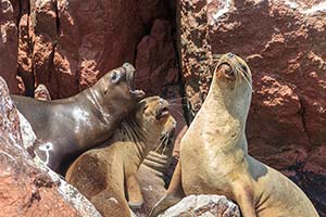 Jour 3 : De Lima à Paracas (4h de route)