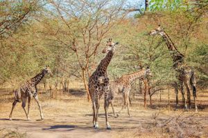 Toubab Dialaw, safari à Bandia et arrivée à Saly