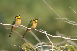 Le parc national des oiseaux du Djoudj