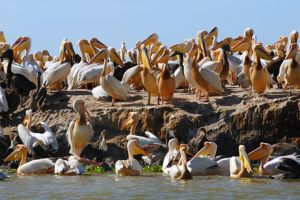 Le parc national des oiseaux du Djoudj