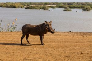 Guembeul et la Langue de Barbarie