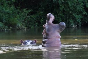 Sur les rives du fleuve Gambie