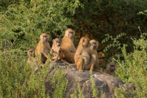 Safari au parc national de Niokolo-Koba