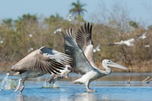 En pirogue, au cœur du delta