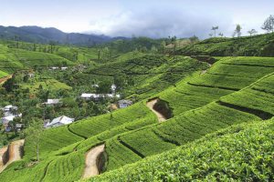 Jour 7 : Visite de Nuwara Eliya