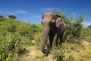 Jour 7 : De Ella à Yala (2 h de route)