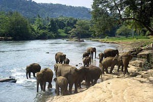 Jour 9 : Rencontre avec les éléphants