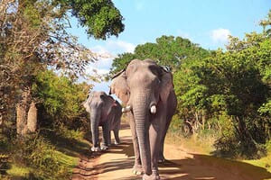 Jour 3 : De Kalpitiya à Anuradhapura (2,5 h de route)