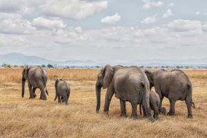 Jour 7 : Safari au Parc National de Ruaha