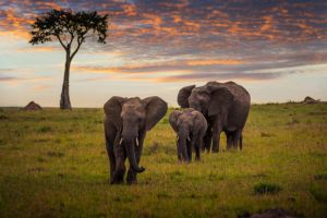 Jour 9 : De Ruaha à Zanzibar en avion