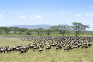 Jour 3 : De Tarangire à Ndutu 