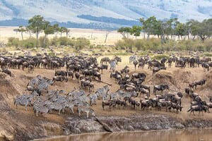 Jour 5 : De Serengeti au Nord du Serengeti 