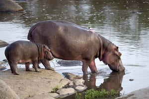 Jour 13 : Game Drive au lac Naivasha