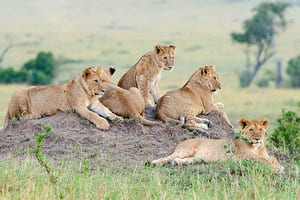 Jour 9 : Game drive à Ikona Wildlife area