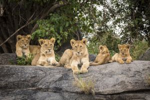 Jour 4 : De l'Ouest du Kilimanjaro au Parc National deTarangire (3,5 h de route)