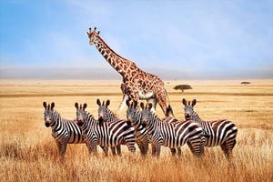 Jour 5 : Du Parc National du Serengeti au Nord du Serengeti 