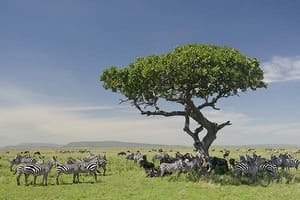 Jour 4 : De South Serengeti au Parc National du Serengeti 