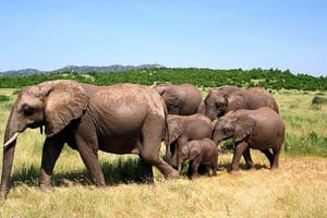 Jour 2 : Du Parc National de Tarangire au Parc National de Serengeti 