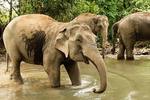 Jour 11 : Visite au sanctuaire d'éléphants