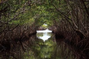 Jour 14 : Visite des Everglades