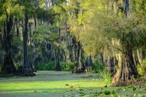 Jour 11 : De Savannah à St Augustine