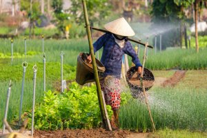 Jour 11 :  La campagne de Hoi An